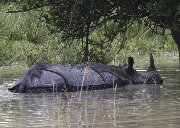 (Foto: Anupam Nath/AP)