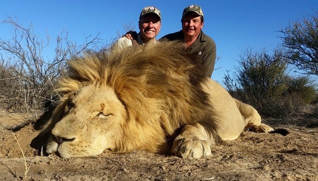 Foto: Facebook/White Lion Safari