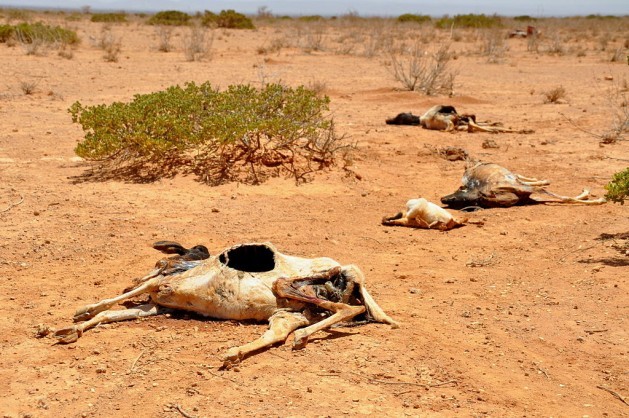 Cadáveres de ovelhas e cabras espalhados em uma paisagem desértica após a seca que assomou Somalilândia em 2011, uma das consequências da mudança climática que, segundo os especialistas, os países africanos devem enfrentar sem depender da assistência internacional. Foto: Oxfam East África/CC by 2.0