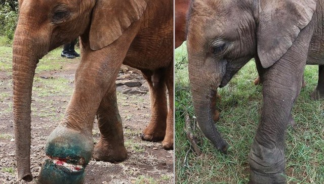 Foto: Facebook/David Sheldrick Wildlife Trust