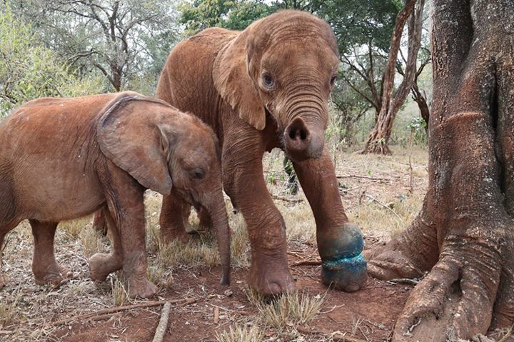 Foto: Facebook/David Sheldrick Wildlife Trust