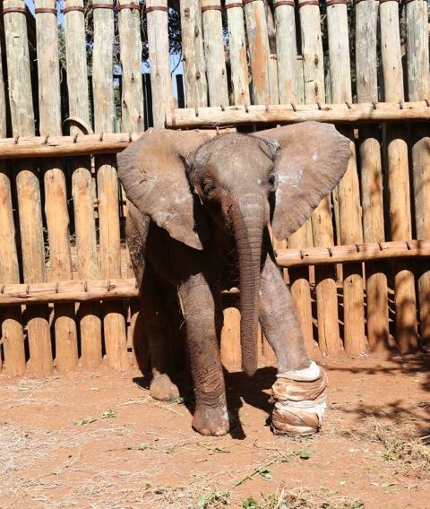 Foto: Facebook/David Sheldrick Wildlife Trust