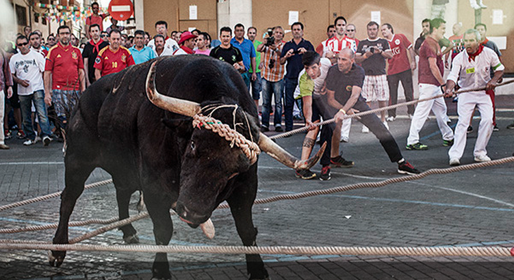 Toro Enmaromado, Benavente