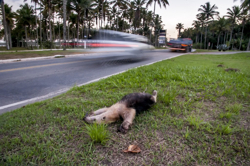 Cerca de 20 mil animais morrem por ano no trecho norte da BR-101 Foto: Leonardo Merçon/ Instituo Últimos Refúgios