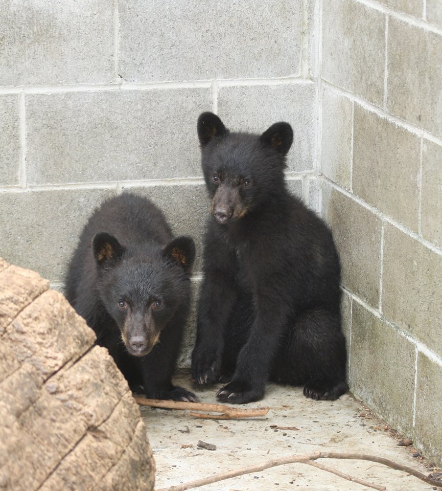 Foto: Facebook/ North Island Wildlife Recovery Centre