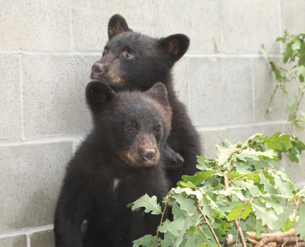 Foto: Facebook/ North Island Wildlife Recovery Centre