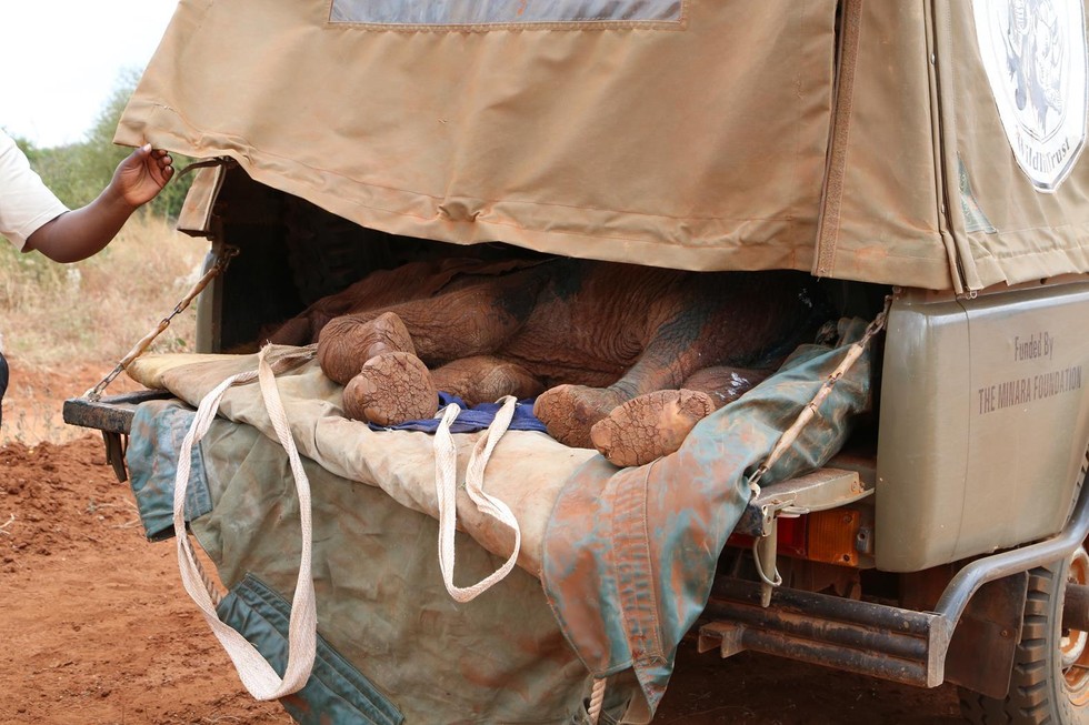 Foto: The David Sheldrick Wildlife Trust