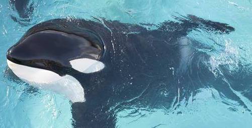 Foto: Facebook/Marineland 