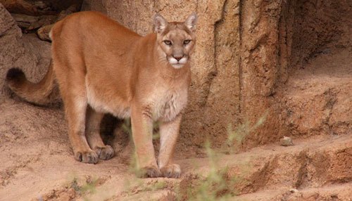 No dia 16 de Junho deste ano, os EUA declararam que o puma oriental está extinto. O animal já não é visto desde 1938, há quase 80 anos. Foto: Joshua Barnett/Flickr Commons 