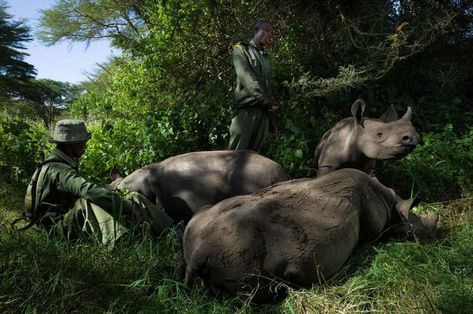 A amostra exibe a vida dos animais cuja sobrevivência se encontra ameaçada de extinção devido à caça ilegal. (Divulgação)