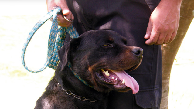 Animal explorado como cão de guarda pelo grupo Escolta