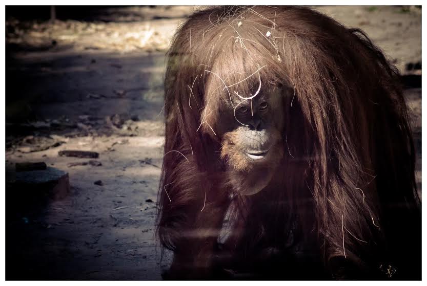 Orangotango Sandra no Zoológico da Cidade de Buenos Aires, Argentina