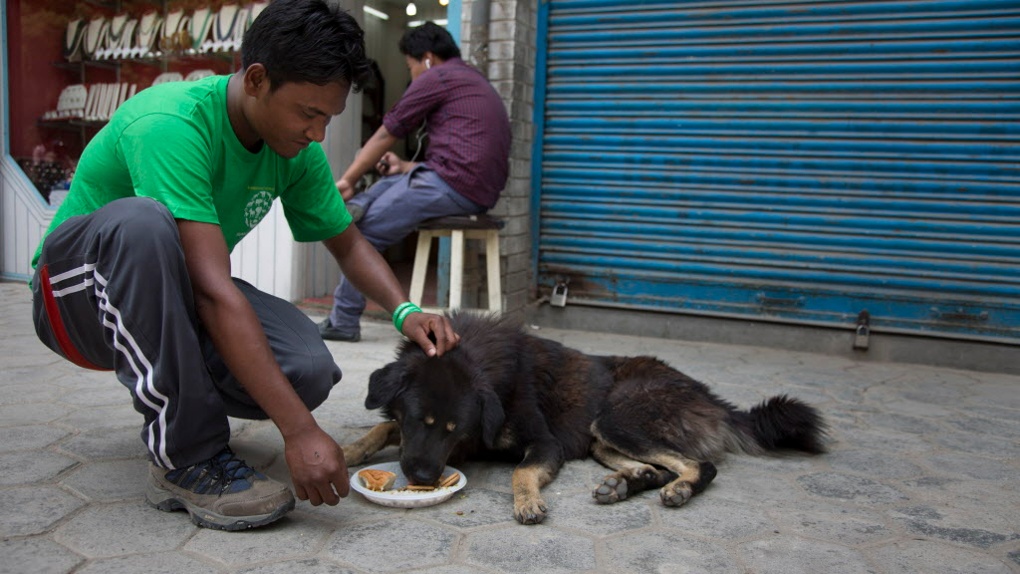 Foto: Jodi Hilton/AP Images for Humane Society International