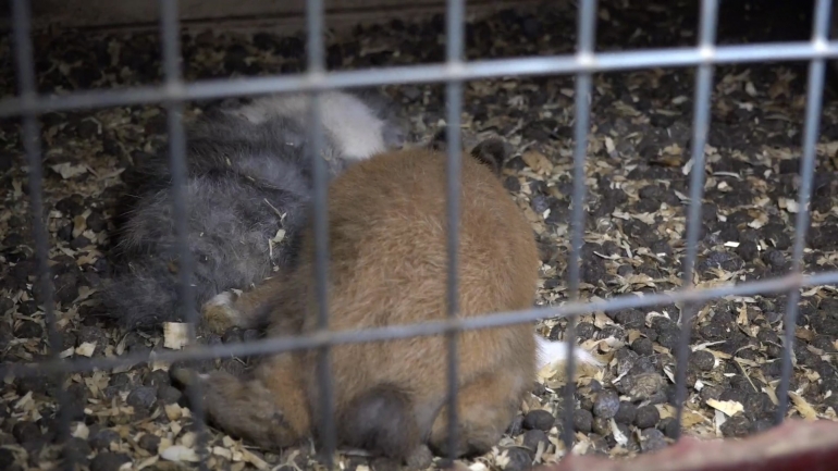 Para estes coelhos que morreram de sede, foi muito tarde. Foto: PETA