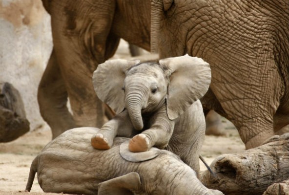 baby-elephant-592x399