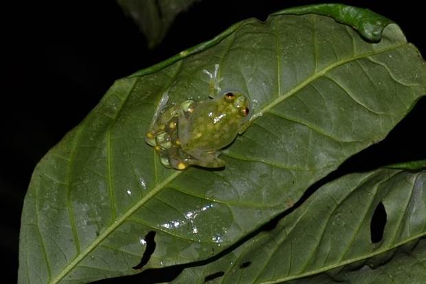 Macho da perereca de vidro hidratando a desova. Foto: Divulgação