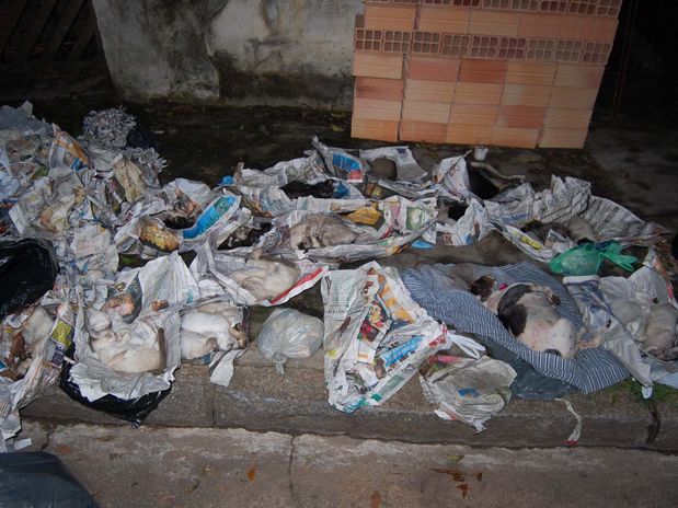 A polícia de São Paulo encontrou 33 cães e gatos mortos em frente a uma casa na Vila Mariana, zona sul da cidade, na madrugada desta sexta-feira (Foto: Helio Torchi/Futura Press)