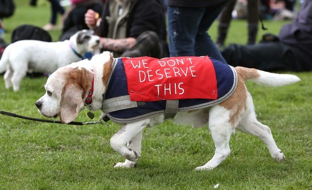 Na foto, cão estampa a mensagem que todos os animais diriam aos humanos: "nós não merecemos isso" (Foto: Richard Marsham/Cambridge News)