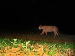 (Foto: Embrapa/Divulgação)