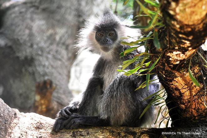 Foto: Reprodução/Wildlife at Risk (WAR)