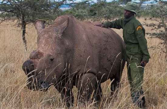 Sudan e um de seus seguranças armados. Foto: Ol Pejeta Conservancy