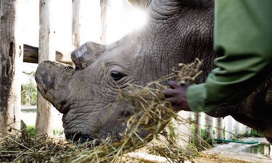 Sudan, com os chifres retirados sob argumento de proteção para a sua vida. Foto: Ol Pejeta Conservancy