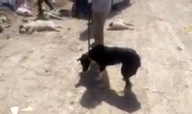 Vídeo mostra homens injetando ácido em um cachorro para matá-lo na cidade de Shiraz (Foto: Reprodução/YouTube/Reza Zadahmad)