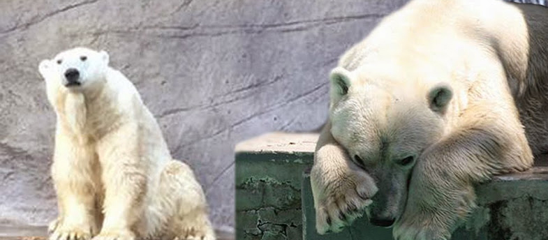 O urso Taco vivia aprisionado em Zoológico no Chile
