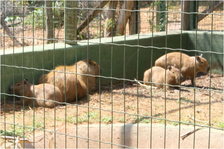 Capivaras capturadas nesta terça (30), estão em cativeiro no Parque Ecológico da Pampulha