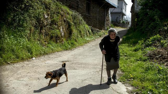 Cão desfruta de sua liberdade (Foto: ABC)