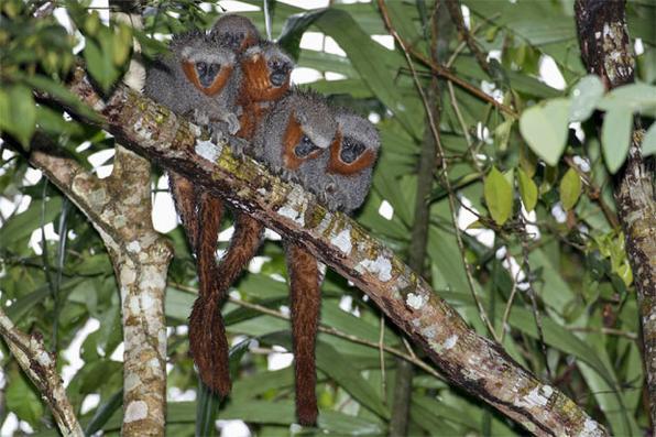  (Foto: Adriano Gambarini/National Geographic)