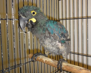 Arara-Azul-de-Lear foi encontrada abandonada (Crédito: Divulgação/Clínica de Recuperação de Animais )