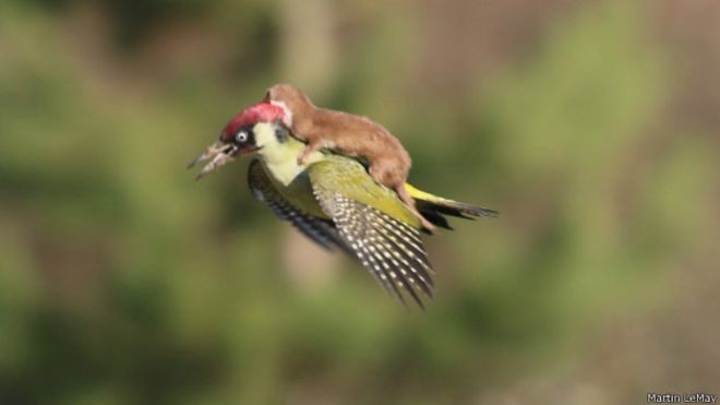 magem foi feita em um parque de Londres pelo fotógrafo amador Martin Le-May (Foto: Martin Le-May/BBC)