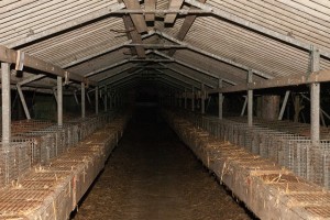 Interior de um centro de criação fotografado por ativistas da Essere Animali. - Foto: Esseri Animali