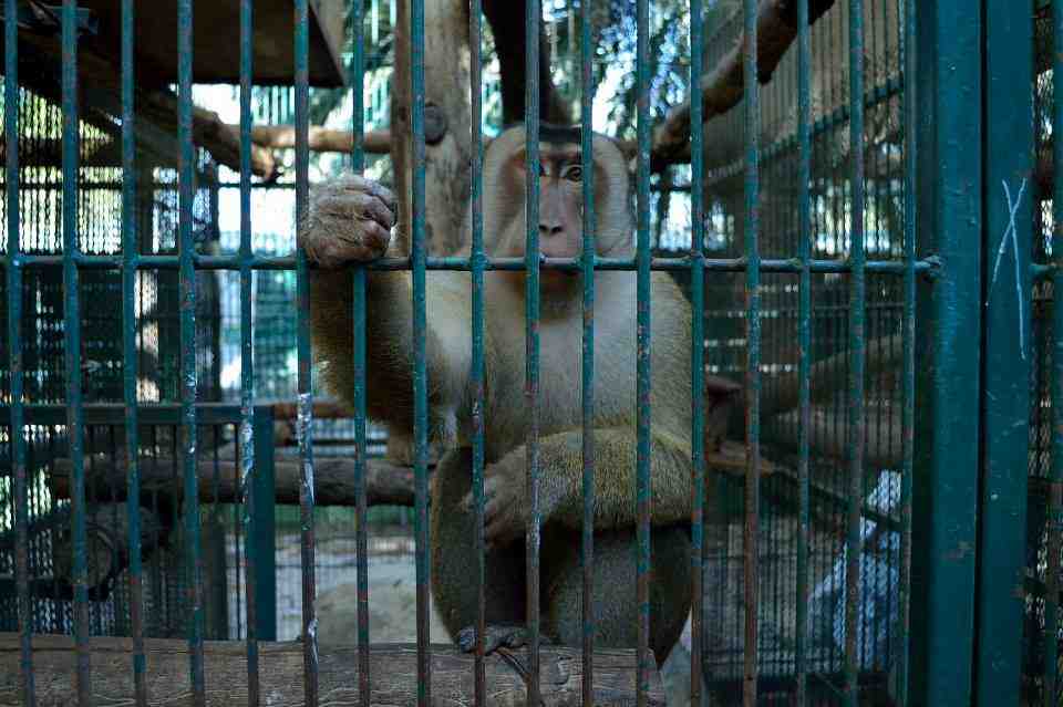 Ativistas denunciam zoológico particular de parlamentar no México. - Foto: Igualdad Animal/Animal Equality