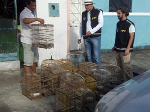 Pássaros são os animais mais apreendidos (Foto: Divulgação/ Ascom MP)