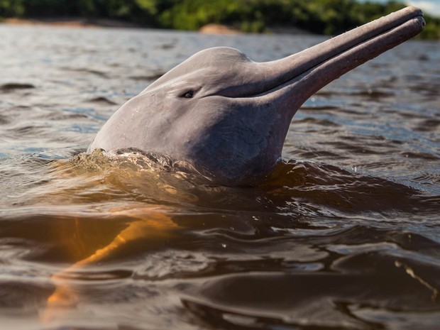 Boto-vermelho é um dos símbolos da Amazônia (Foto: Yasuyoshi Chiba/AFP)