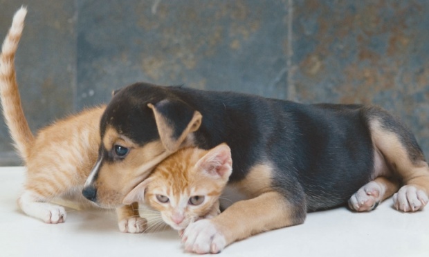 Veja como você pode ajudar os gatos e cachorros que moram na rua Foto: Selmy Yassuda