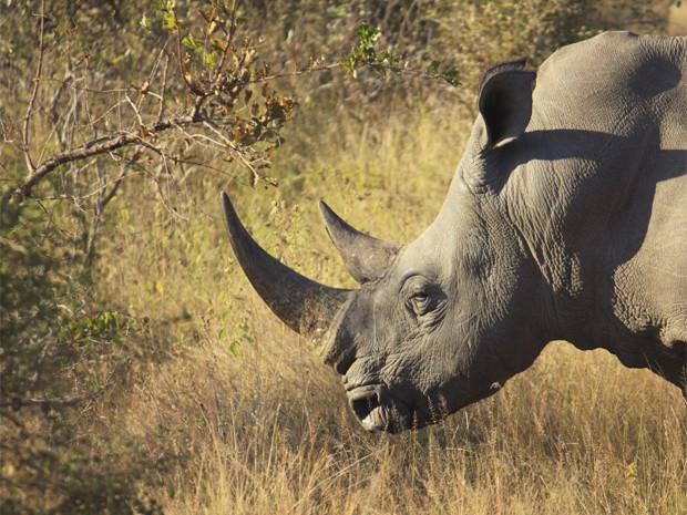 Rinoceronte que vive no Parque Nacional Kruger, na África do Sul (Foto: Divulgação/Universidade de Virgínia)