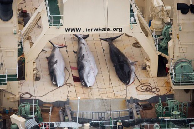 Imagem feita em 2014 pelo braço australiano da ONG Sea Shepherd mostra três exemplares de baleia-de-minke capturados pelo navio japonês Nisshin Maru. Japão anunciou que fará pesquisas com baleias a partir desta semana, mas sem realizar capturas (Foto: Tim Watters/Sea Shepherd/AFP)