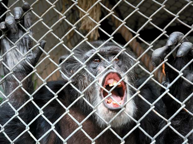 Foto de outubro mostra o chimpanzé Tommy em sua jaula em Gloversville, Nova York (Foto: AP Photo/The Leader-Herald, Bill Trojan)