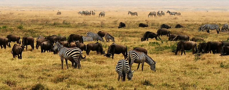 Zebras, em extinção, estão entre as espécies de animais selvagens que habitam a Tanzânia. Foto: Wikipedia