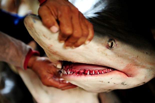 Família salva filhotes de tubarão ao ajudarem em parto do animal (Foto: Getty Images)