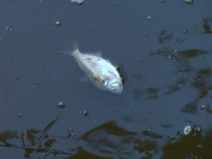 Vazamento causou a morte de diversas espécies de peixes (Foto: Reprodução / EPTV)