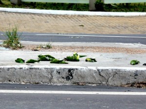 Pássaros mortos estavam na via e no meio-fio da avenida (Foto: Diego Toledano/G1 AM)