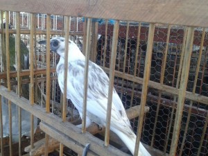 Pássaros silvestres estavam dentro de gaiolas em rancho no Norte de SC (Foto: Chico Buzzi/RBS TV)