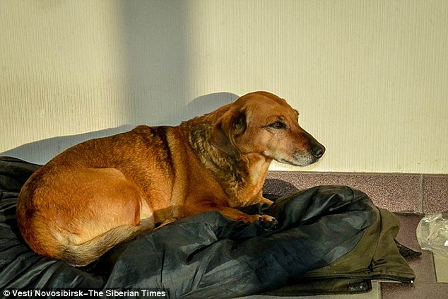 Masha espera seu tutor na porta do hospital. (Foto: Reprodução / Daily Mail UK) 