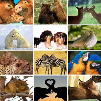 amor_animal2 (1)