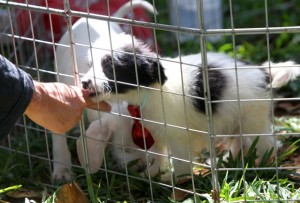 Ong promove festa de adoção de animais na UFMG