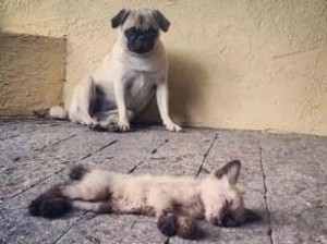 Adolescente exibe foto de gato morto e afirma que cadela matou. (Foto: Reprodução/Instagram)